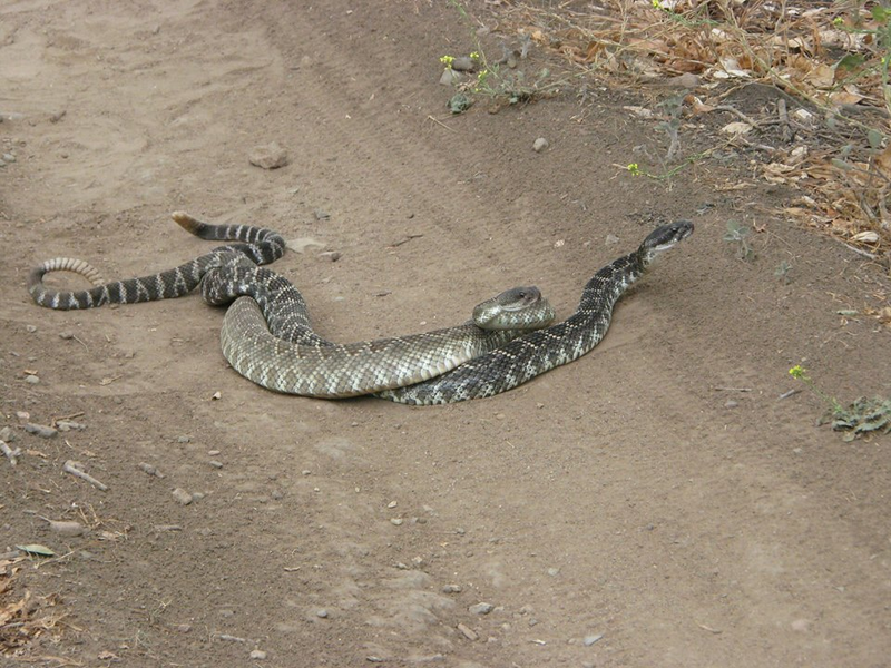 Illustration for article titled This Is What The Rattlesnake "Combat Dance" Looks Like